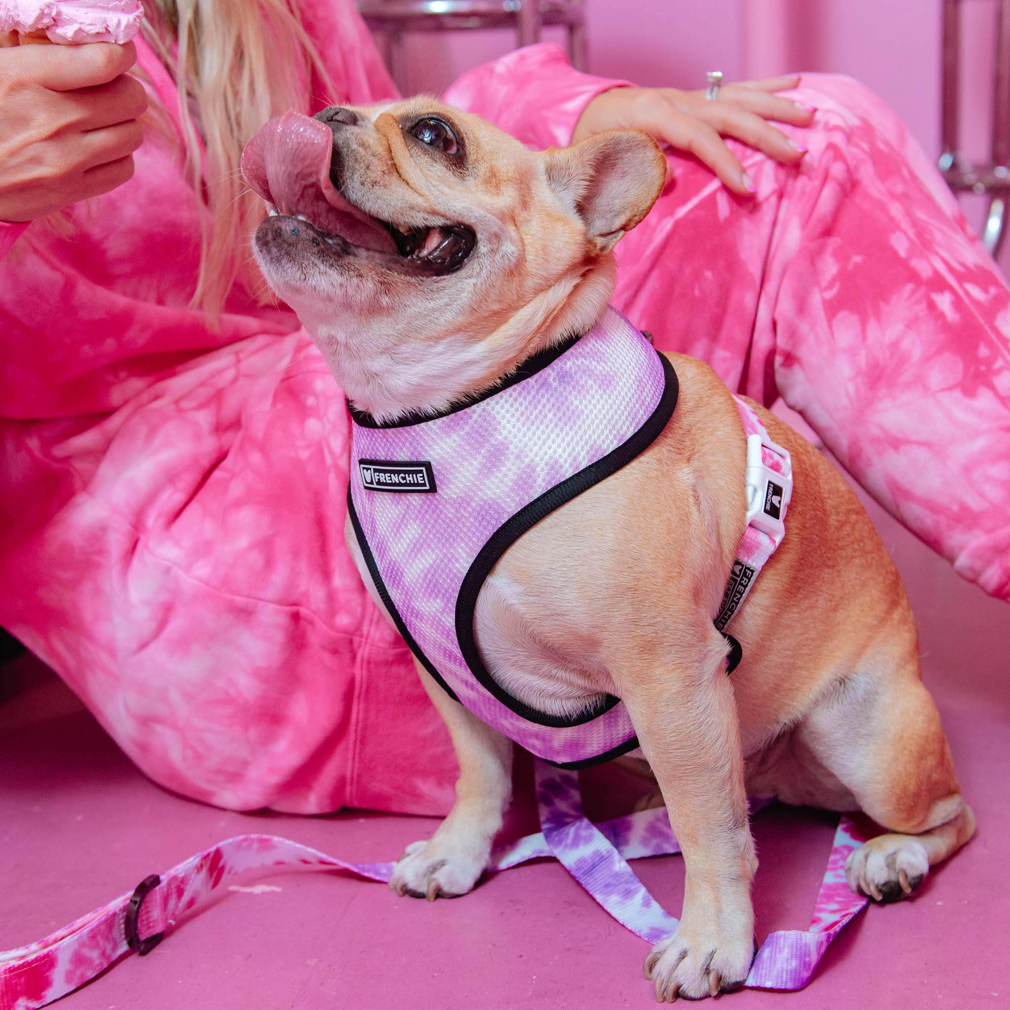 Frenchie Duo Reversible Harness - Pink Tie Dye – LapDog Depot