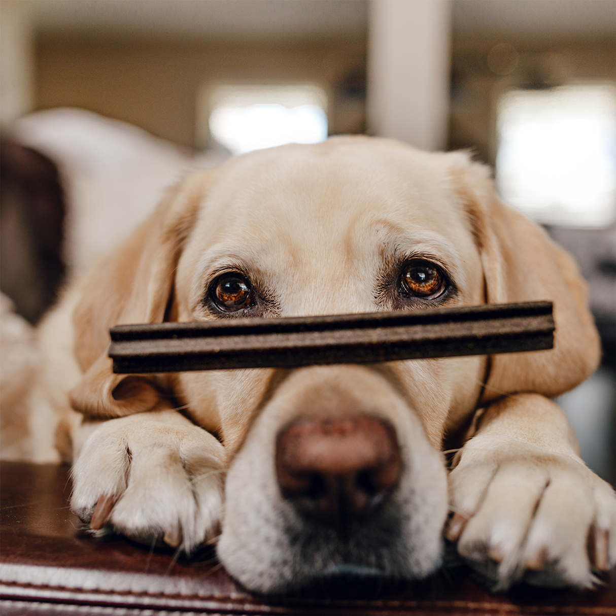 The Tooth Berry Dental Sticks Dog Treats